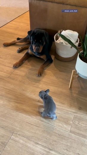 1.5M views · 58K reactions | Rottweiler gets a tiny puppy and doesn't...