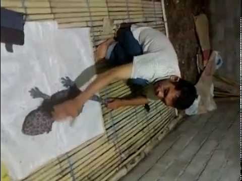 The biggest tokay gecko creature in the world