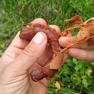 930K views · 3.2K reactions | Sound on for this satisfying tamarind reveal. : Florida Fruit Geek | Tastemade | Facebook