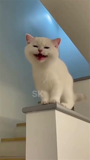 When a mirror makes you angry… but a cute outfit changes everything 🐱💖 #FunnyCat #CuteMoments