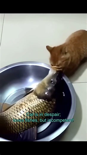 🔥Cat Flop shorts🔥Cats Who Failed Hard: Fails of Daily Life(5/6) 😜🤣