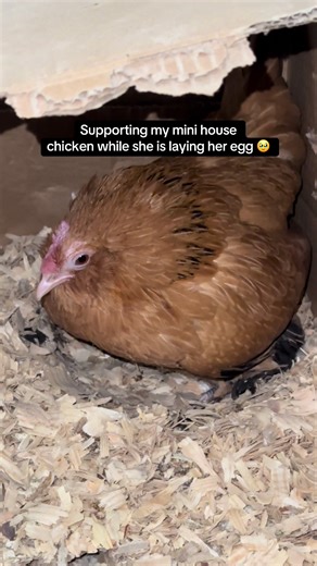 Proud Moments with My Laying Hen!