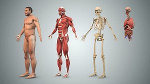 Male Body Skeletal Muscle Organs Stock Footage Video (100% Royalty-free) 3560510821 | Shutterstock