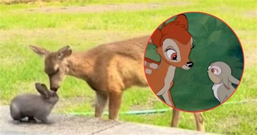 VIDEO: Encuentro entre “Bambi” y “Tambor” de la vida real causa ternura en redes