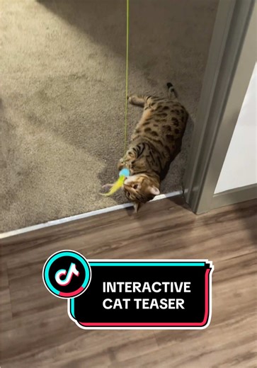 Electric Cat Teaser: Endless Fun for Your Feline