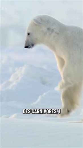 POURQUOI LOURS POLAIRE EST BLANC? Partie1 #animaux #animal #polarbear #ourspolaire #ours