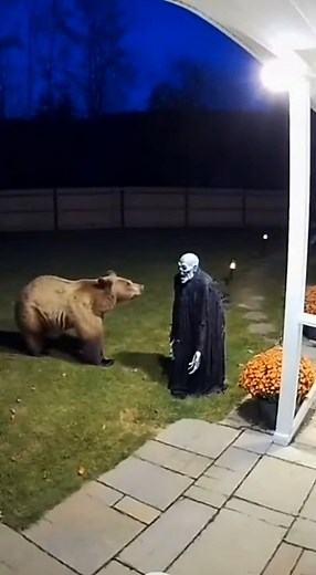 This Bear Is a Coward! 😂 | Unity Videos