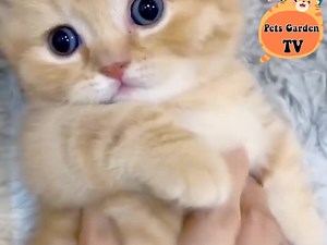 72K views · 10K reactions | cute kitten ❤️ | Cute Cat Animals | Facebook