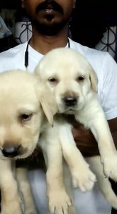 6 comments | Heavy Bone Male Labrador puppy available on order. For more details call/whatsapp on 9800604619 | The PET Shoppe Siliguri | Facebook