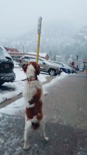 Enjoying a Snow Day with My Dog | Winter Vibe Fun