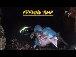 Nesting Behavior of Kingfishers: Rare Look Inside the Feeding Process