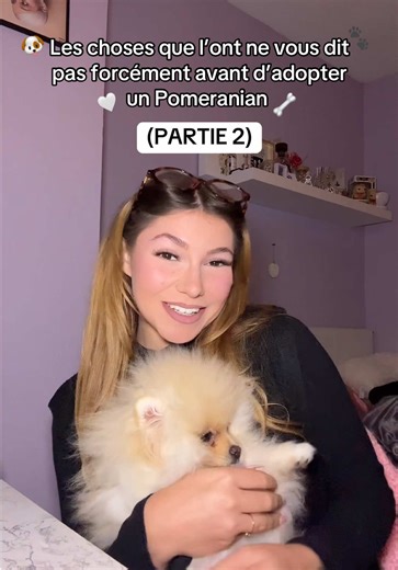 Adopter un Pomeranian : conseils essentiels à savoir
