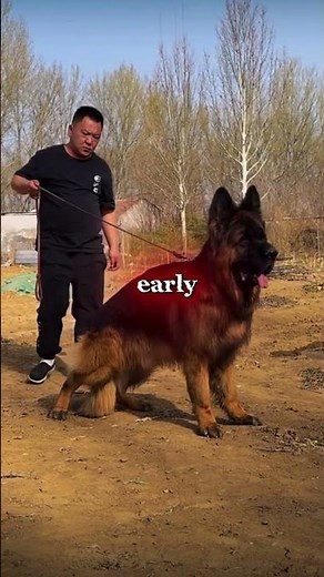 GSD vs Doberman Who's Actually Stronger #dogs #trending