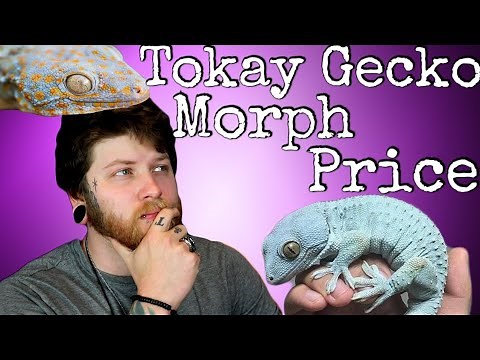 How Much Do Tokay Gecko Morphs Cost?