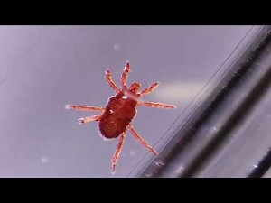 【ダニ】小さい赤いダニ：タカラダニ 実体顕微鏡で観察