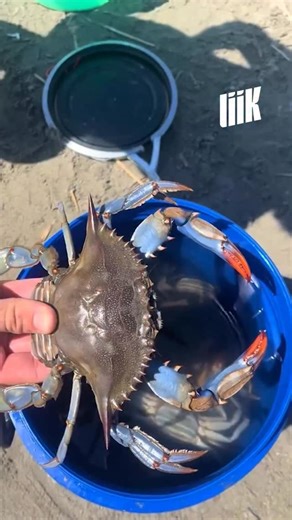 4.6K views · 151 reactions | 呂 Le crabe bleu, terminator de la Méditerranée  Venue des États-Unis, cette espèce invasive s’est installée depuis 2015 en France, en Espagne et en Tunisie, où on l’appelle « l’or bleu ».  Sans prédateur, capable de pondre jusqu’à 2 millions d’œufs, il menace l’équilibre marin… Mais finit aussi parfois dans l’assiette. ️ | Liik | Facebook