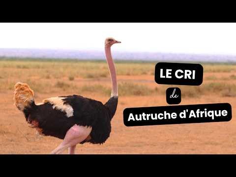 Autruche d’Afrique : cri, vitesse, œufs géants et vie dans la savane