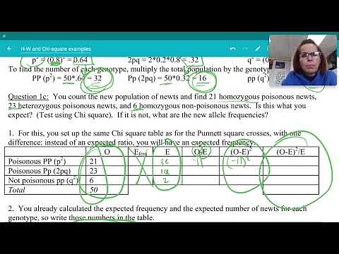 Intro to Hardy-Weinberg Chi Square Problems