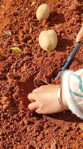 Potato Planting and Farming Guide#stysifiying#potato#shortsvideo