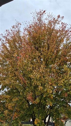 6.9K views · 51 reactions | Nid de frelons asiatiques à 12 mètres, très actif | Guêpes service 57 | Facebook