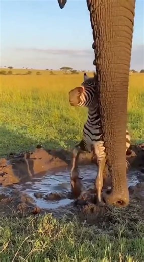 Elephant Rescues Baby Zebra Stuck in Mud with Trunk #wildlife #rescue #elephant