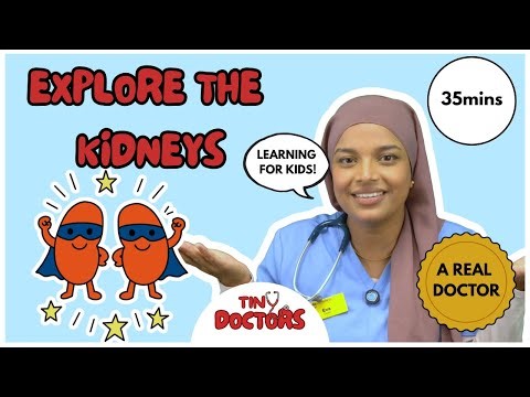 Tiny Doctors with Dr Eva - Explore the Kidneys, Pee and Drinking Water - Children's Learning Video