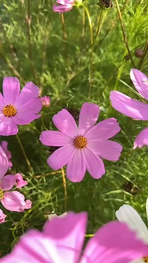 9.4K views · 4.5K reactions | Çok anlamlı bir cümleye denk geldim Yokuma dikenler ekmeyin Dünya halidir kim bilir belki yarın Allah Sizi bana yalın ayakla gönderir爐 | Cennet Güzel | Facebook