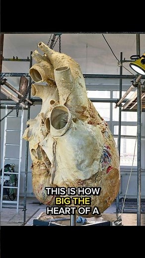 The Colossal Heart of the Blue Whale