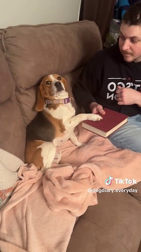 Funny Beagle Moments That Will Make You Smile