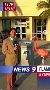 Flamingo makes history at Florida polls 🦩📩 | The Popular Flamingo