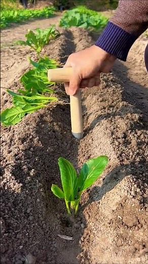 The Process of Manual Seedling Transplantation for Crop Production.