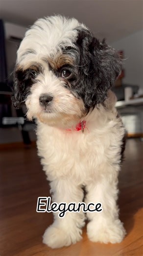 🥹🐾 #cavapoo #puppy #cutenessoverload #cute #puppylove #puppylife #cutepet #viral #viralvideo #fyp