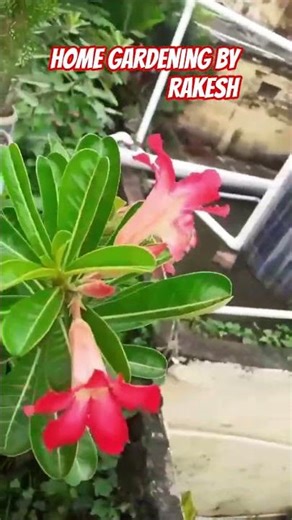 Adenium #desertrose @Shorts Video #gardening
