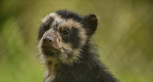 Meet a real-life Paddington Bear, the first cub of its species to be born on mainland Britain. | The Telegraph
