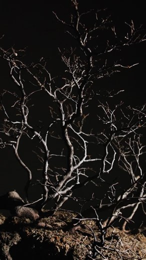 Studio Sessions: Korean Hornbeam Raft As repotting season winds down, we’re reflecting on one of the very first trees we tackled in this year’s monumental repotting cycle. Out of nearly 500 trees, this Korean Hornbeam raft stands out, not just for when we repotted it, but for the legacy it carries. A familiar presence on Mirai Live, this tree has become a pillar of the garden and a living symbol of long-term growth and transformation. Explore this trees evolutionary journey only on Mirai Live—li