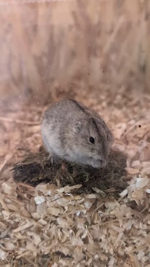 Moss for breakfast: a Steppe lemming (Lagurus lagurus) enjoying a bit of dried moss. It is theorised that steppe lemmings are somewhat sugar intolerant. I don't think it's ever been proven, only supported with anecdotal evidence but I err on the side of caution with their diet • • #steppelemming #steppelemmings #lemming #lemmings #rodent #rodents #rodentia #uk #rodentsofinstagram #lagurus #laguruslagurus #lemmingsofinstagram #letsgo #mammals #mammal #duonym #Arvicolinae #Cricetidae | The Rodent 