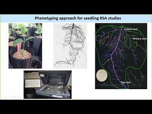 Integrating phenome to genome to understand root system architecture in legumes