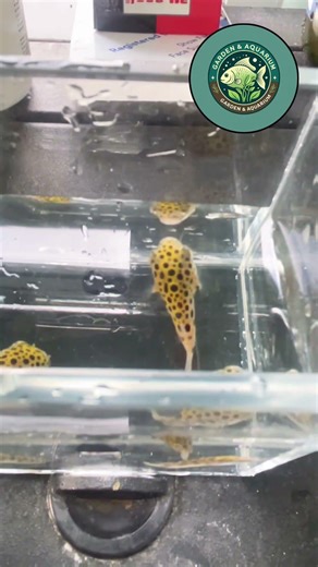 നമ്മുടെ Dwarf Puffer Fish 🐡💛 | Pea Puffer Aquarium Malayalam | Shorts #gardenandaquarium #fish