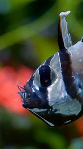 64K views · 511 reactions | The AMAZING moment this Banggai cardinalfish DAD releases his babies from his mouth!  While mum defends their territory from any intruders, the male fish carefully hold eggs in their mouth until the fry hatch and are ready to go into the big wide world - a process that takes THREE weeks  | Chester Zoo | Facebook