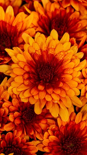 3.8K views · 56 reactions | It's time to bring back the easy three-step process for deadheading your mums. You may have already noticed some dying or fading flowers on your mum heads, so here is your friendly reminder to pinch, pick and toss those spent blooms to promote the flowering of new ones! #deadheading #mums #mumcare #tips | Metrolina Greenhouses | Facebook