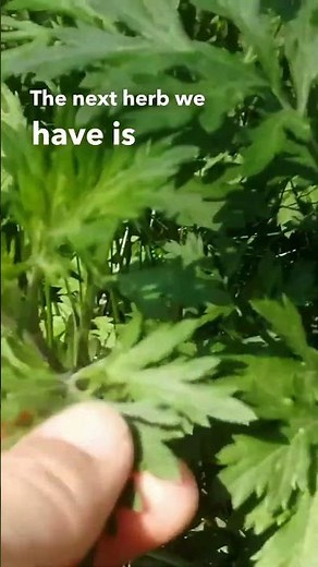 Mugwort Benefits & Uses