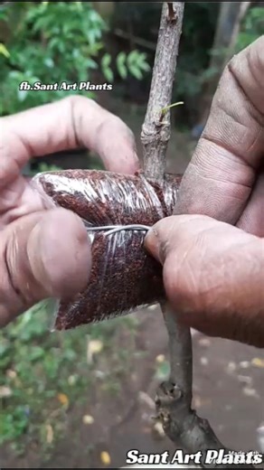 Sant Art on Instagram: "Easy Way to Propagate Plants 🌳 #bonsai #bonsaitree #grafiting #fblifestyle"