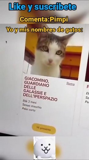 PIMPI🔥🔥 #cat #cats #kitty #kitties #memes #humor