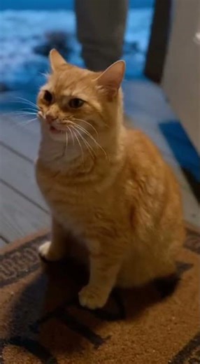 Pov: Your Cat Get Your Attention at 3am 🤪 | #shorts #funnycat #catvideos #catoftheday #catlovers