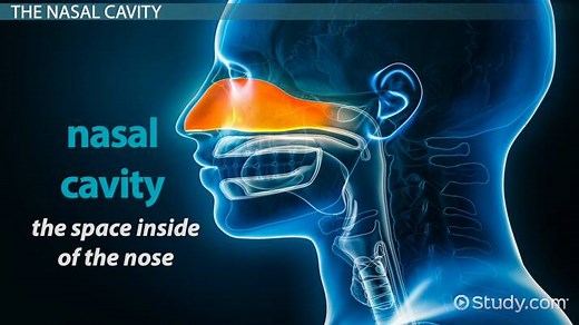 Nasal Cavity Definition, Anatomy & Function