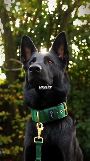 5 Dogs Born to Serve Humans | Ultimate Protection Dogs