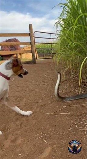 Dog vs Snake Standoff
