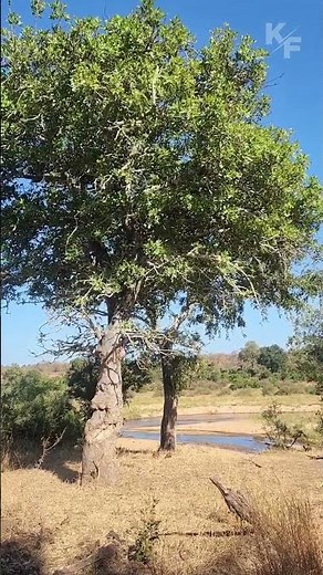 Female Leopard Fights Male for Her Prey