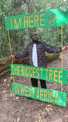 The biggest tree in the whole of West Africa can be found at Akyem Aprokumase, 18km from Oda in the Eastern Region of Ghana. #tiktokafrique🇹🇬🇨🇩🇨🇮🇧🇯🇬🇦🇨🇲🇬🇦 #BlackTravelMovement #AfricanAmericanTravelers #blacktravelcommunity #edutripgh #visitghana