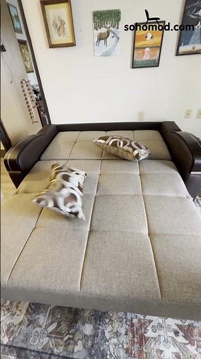 Sleep Plus Modern Sleeper Sofa by Casamode Review | Space-Saving Pull-Out Bed for Small Homes